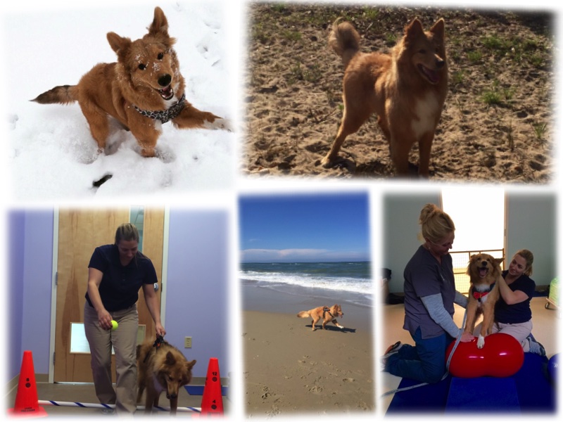 canine rehabilitation photos
